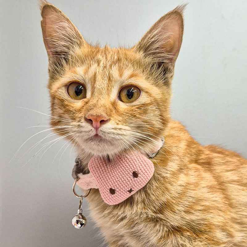 قلاده سگ و گربه طرح خرگوش مدل HIACE-03