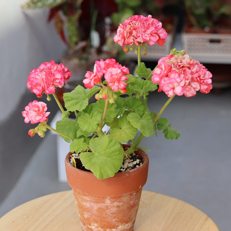 بذر گل شمعدانی دیواس رد سانیا سید مدل SH6