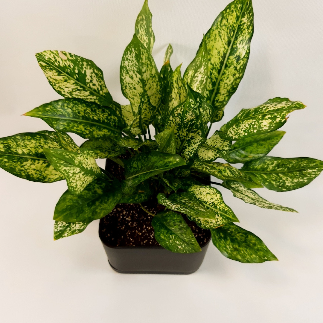 گیاه طبیعی آگلونما کد AG1