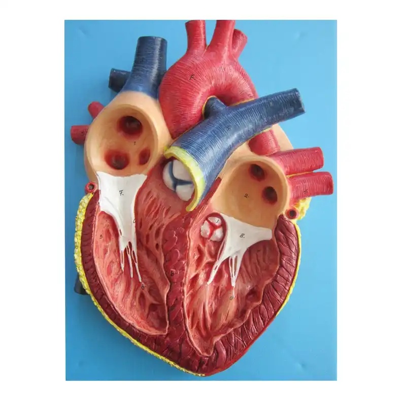 بازی آموزشی مدل برش عرضی قلب  انسان