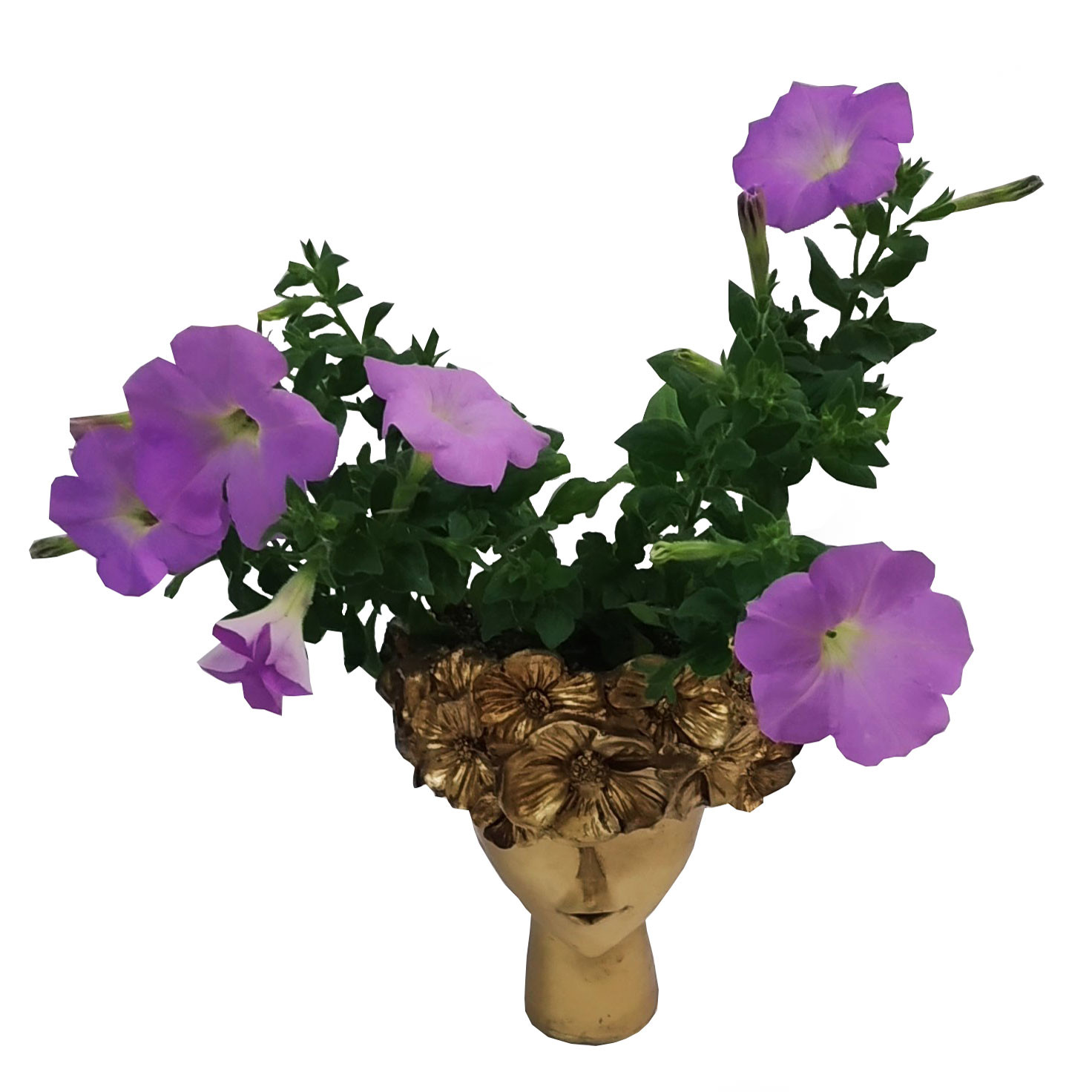 گیاه طبیعی گل اطلسی مدل C-12