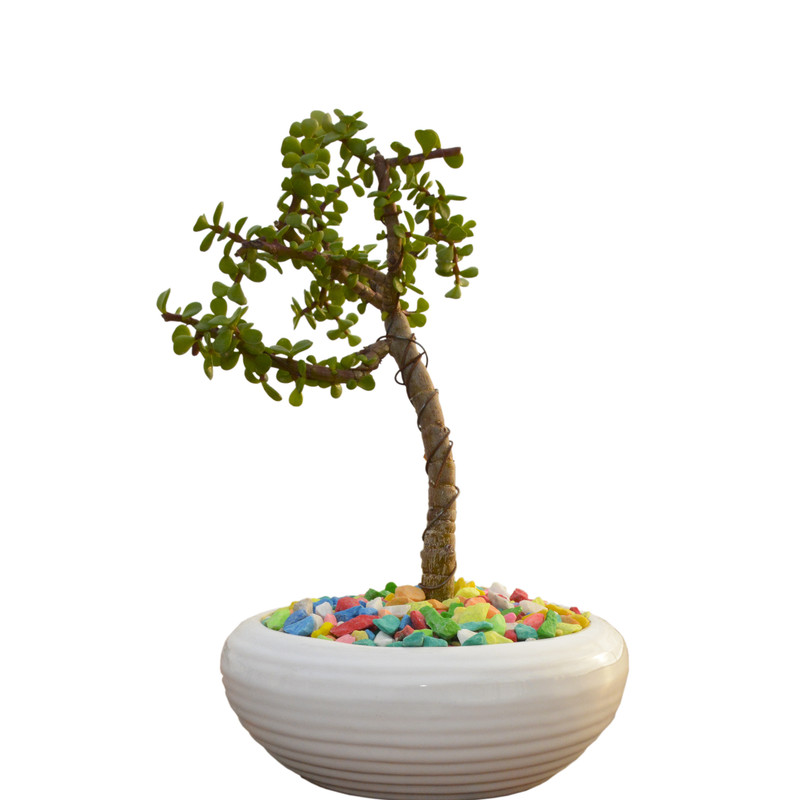 بونسای پرتولاکاریا مدل 002