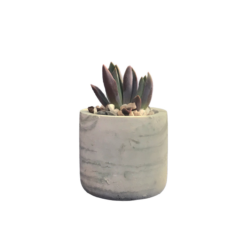 گیاه طبیعی کاکتوس ساکولنت مدل S-8 گیاه طبیعی کاکتوس ساکولنت مدل S-8