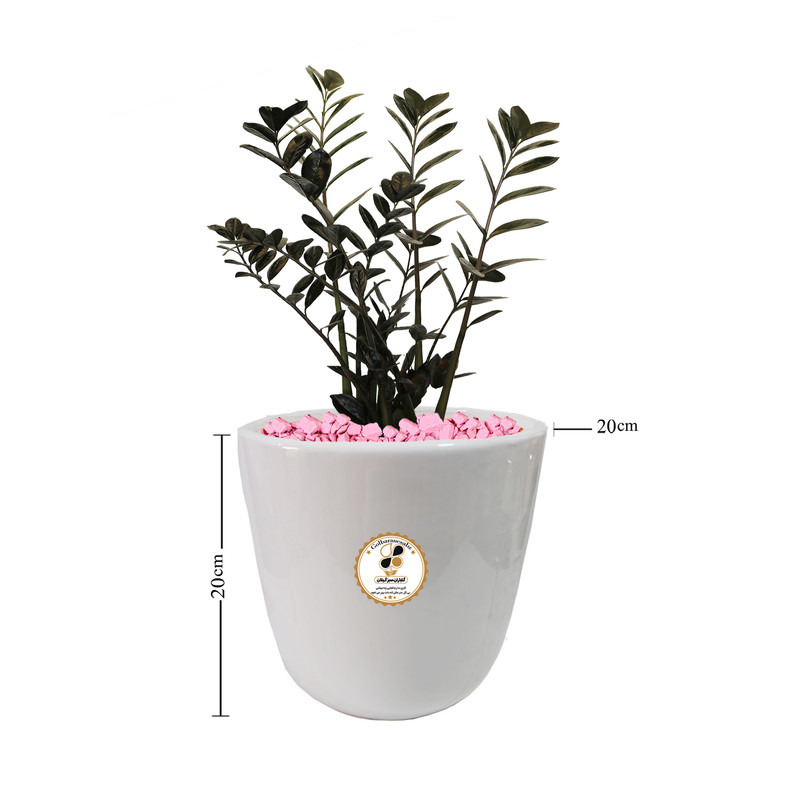 گیاه طبیعی زاموفیلیا شرکت گلباران سبز گیلان مدل GN13-18M