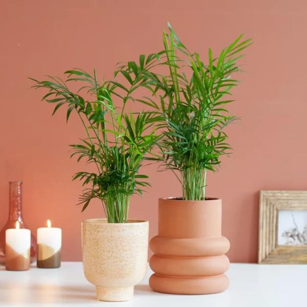 بذر نخل شامادورا سانیا سید مدل S118