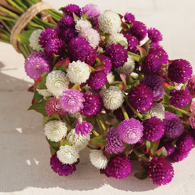 بذر گل تکمه ای پابلند الوان وانیا سید مدل O167