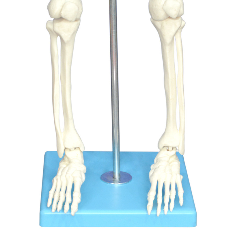 بازی آموزشی مولاژ اسکلت بدن انسان مدل Skeleton85