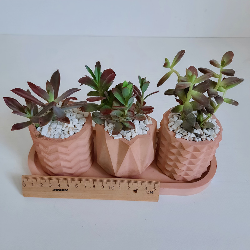 گیاه طبیعی ساکولنت و کاکتوس کد B مجموعه 3 عددی گیاه طبیعی ساکولنت و کاکتوس کد B مجموعه 3 عددی