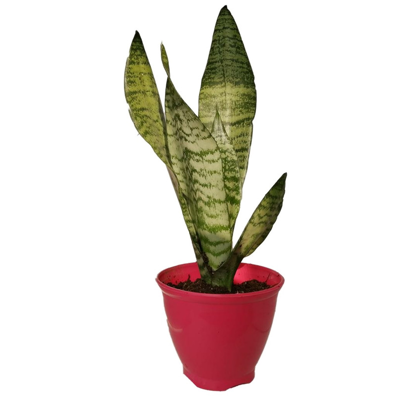 گیاه طبیعی سانسوریا کرواتی کد sp04