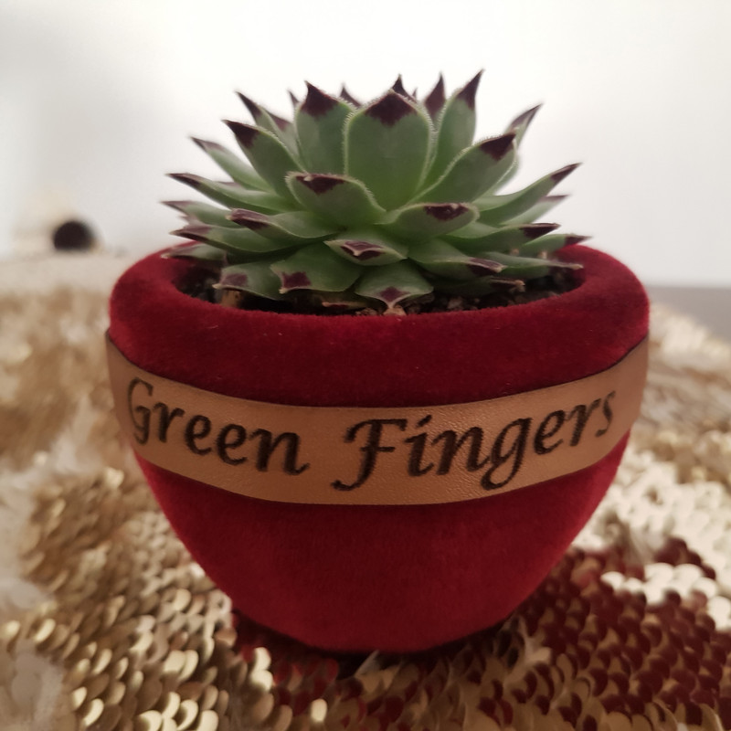 گیاه طبیعی سمپریوم مدل لب ماتیکی کد 2022161 گیاه طبیعی سمپریوم مدل لب ماتیکی کد 2022161