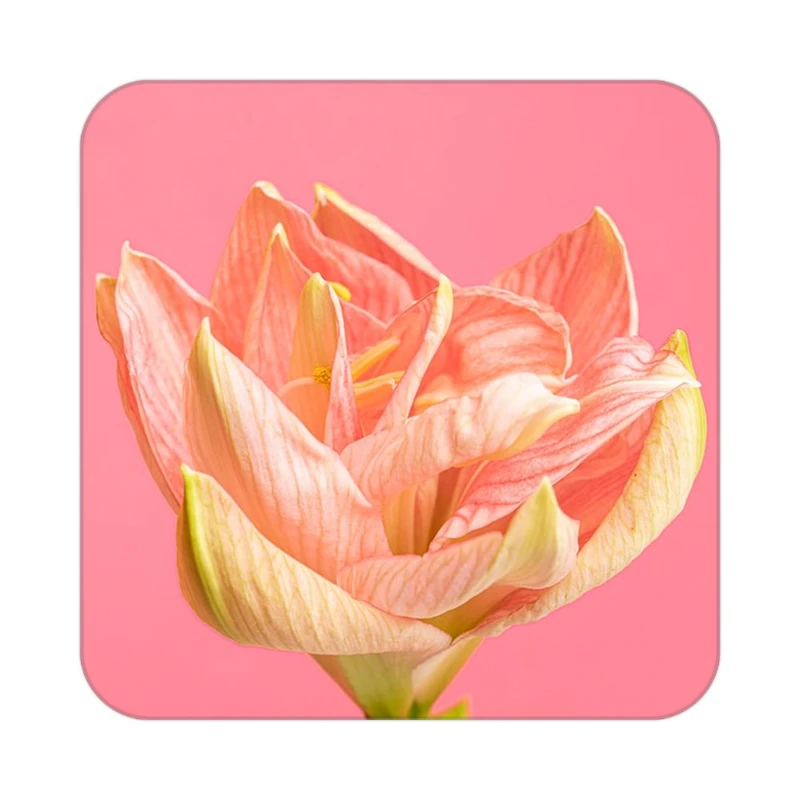 زیر لیوانی کاکتی طرح گل مدل mp18533