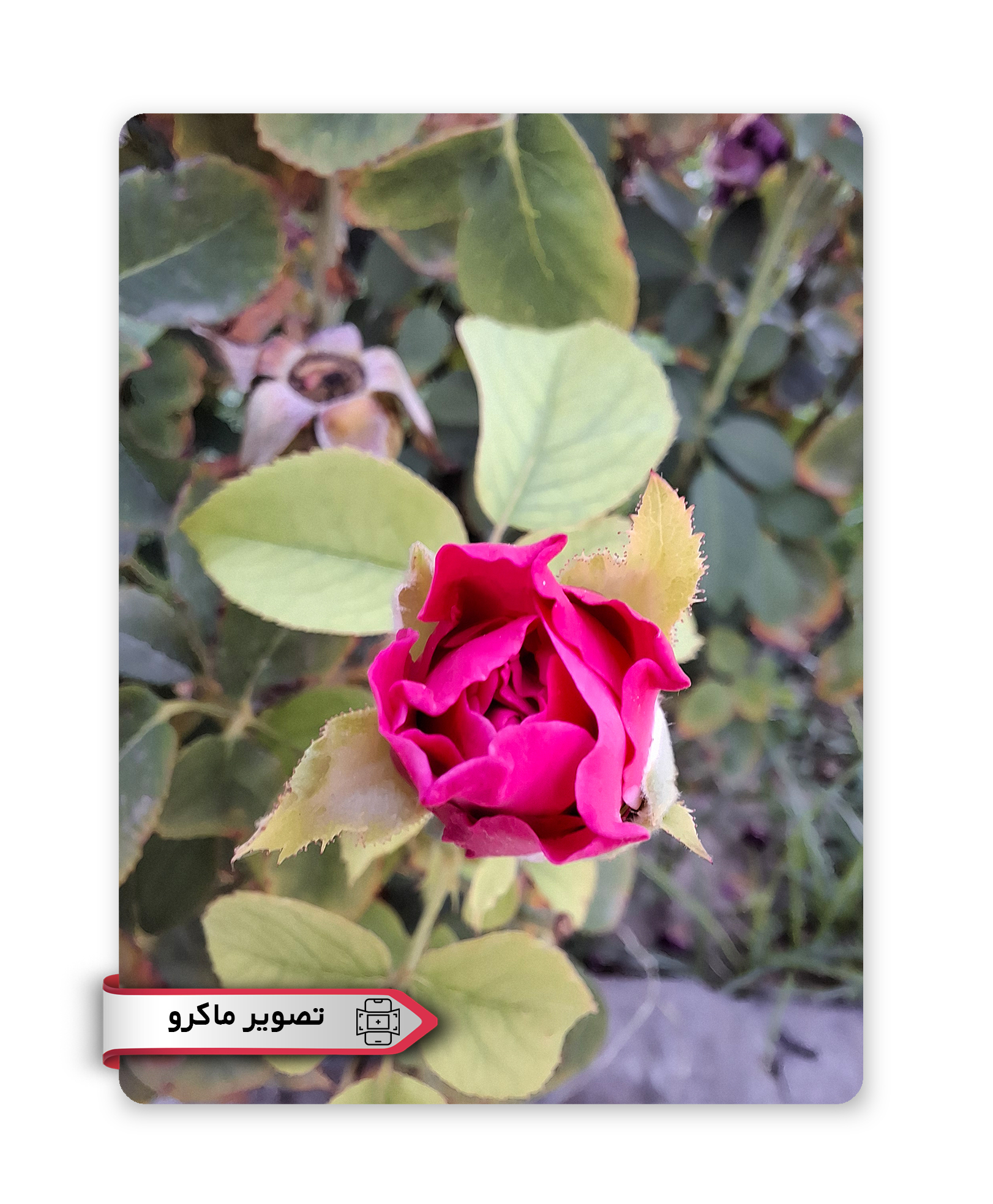 دوربین